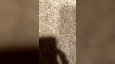 chitownlando online show from June 9, 7:54 am