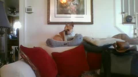 falconbator8 online show from January 10, 3:06 pm