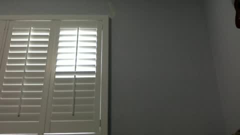 palmflacco online show from June 27, 6:57 pm