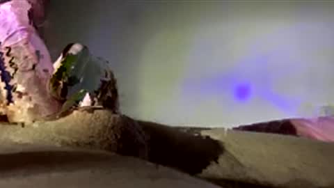 surgenz73 online show from January 16, 2:36 am