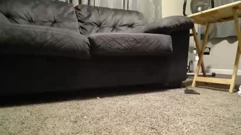 sxtn002 online show from November 11, 11:15 am