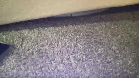 twinkgabe online show from February 16, 4:05 pm