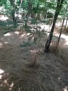 sile47 online show from June 26, 11:46 am