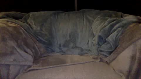 2hairrypigs online show from October 15, 2:41 am