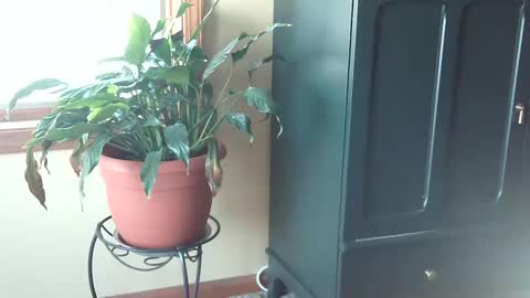 castleclashstarlord online show from January 27, 9:00 pm