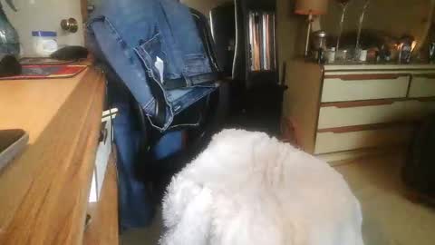 Danielle online show from April 2, 2:36 pm