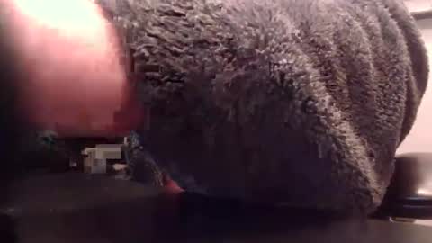 greyfox_6000 online show from December 4, 6:55 am