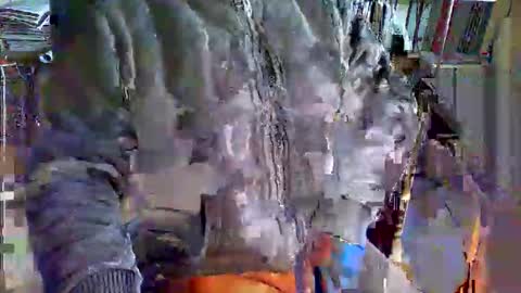 greyhounddog online show from November 20, 8:46 am