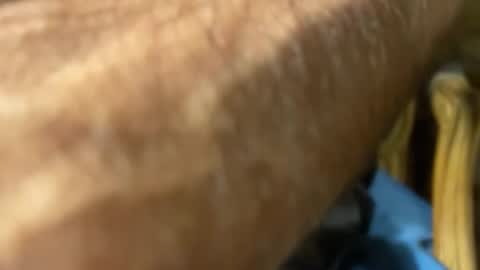 lupushorny online show from March 24, 4:17 am