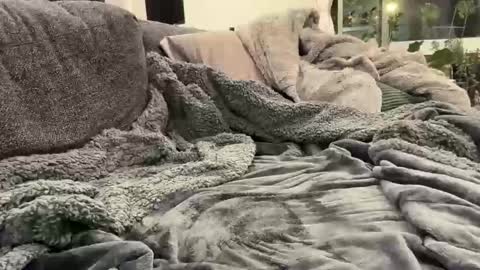 Mr. Diggler online show from February 3, 4:21 am