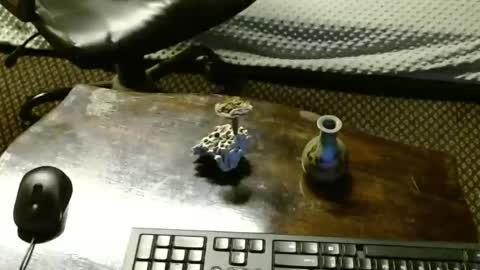 Jojo online show from November 4, 8:48 am