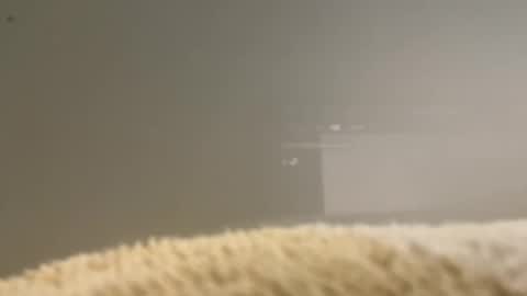 ShaneConn online show from December 18, 8:49 pm