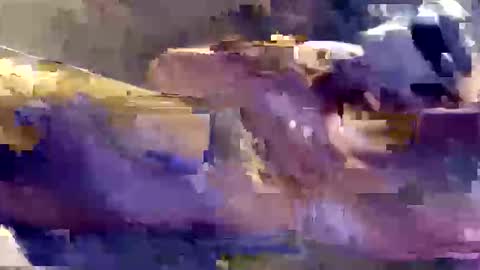 Shamroc online show from January 6, 11:36 am