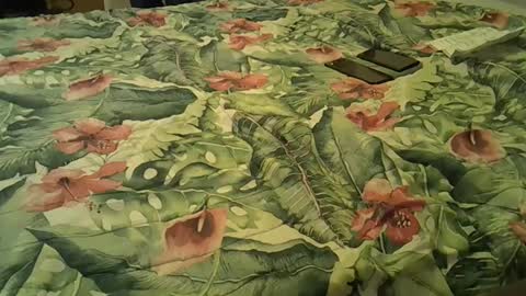 Snapshot of stel7621 chatting on December 18, 4:06 pm Rocco-load online show from December 18, 4:06 pm