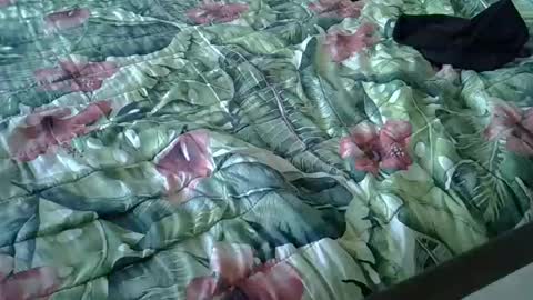 Snapshot of stel7621 chatting on January 15, 3:39 pm Rocco-load online show from January 15, 3:39 pm