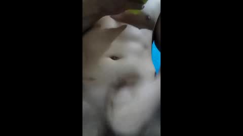 thewilson8 online show from April 12, 1:42 am