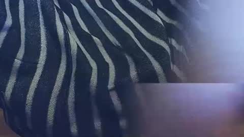 Snapshot of tronista87 chatting on March 6, 2:41 am tronista87 online show from March 6, 2:41 am