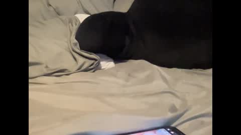 txsizedhog420 online show from September 23, 10:20 pm