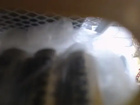 Snapshot of Lovensetest chatting on October 11, 2:37 am Lovensetest online show from October 11, 2:37 am