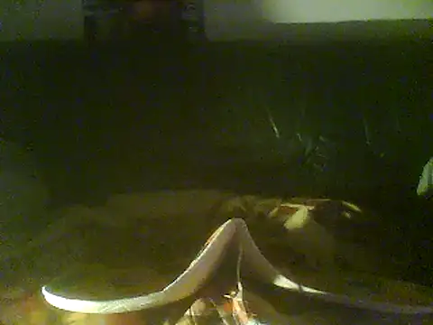 Rejtelmesest online show from February 28, 9:55 pm