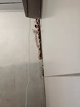 Lucastranzao online show from April 10, 9:00 pm