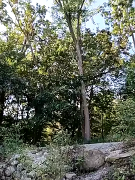 birdg online show from September 30, 3:59 pm