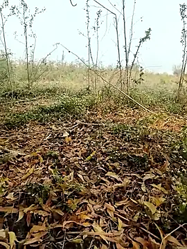 himvilohi08 online show from February 4, 4:07 am