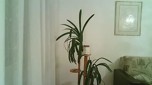 Dartanjanas13 online show from November 28, 8:11 pm