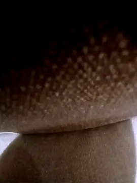 pino870 online show from March 3, 11:55 pm