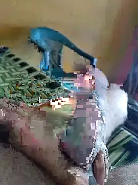 69 HOT 69 online show from December 4, 5:36 am