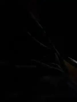 hot8veera online show from December 2, 12:30 pm