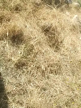 DanielGr27 online show from December 20, 7:10 pm