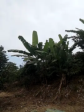 Menlike69 online show from January 9, 6:51 am