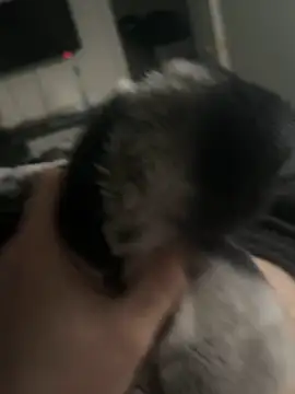 Furdale online show from January 14, 3:26 pm