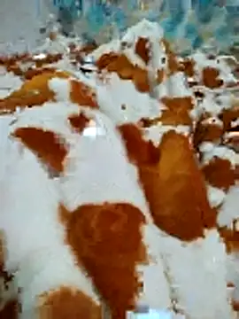 naghmi12 online show from April 16, 10:59 am